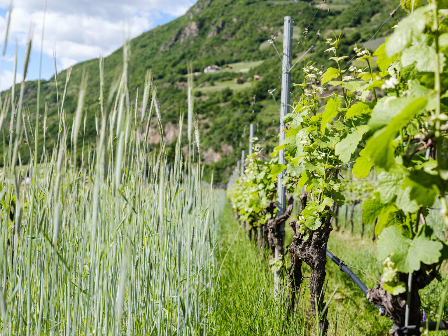 Weingut Leya winegrowing estate