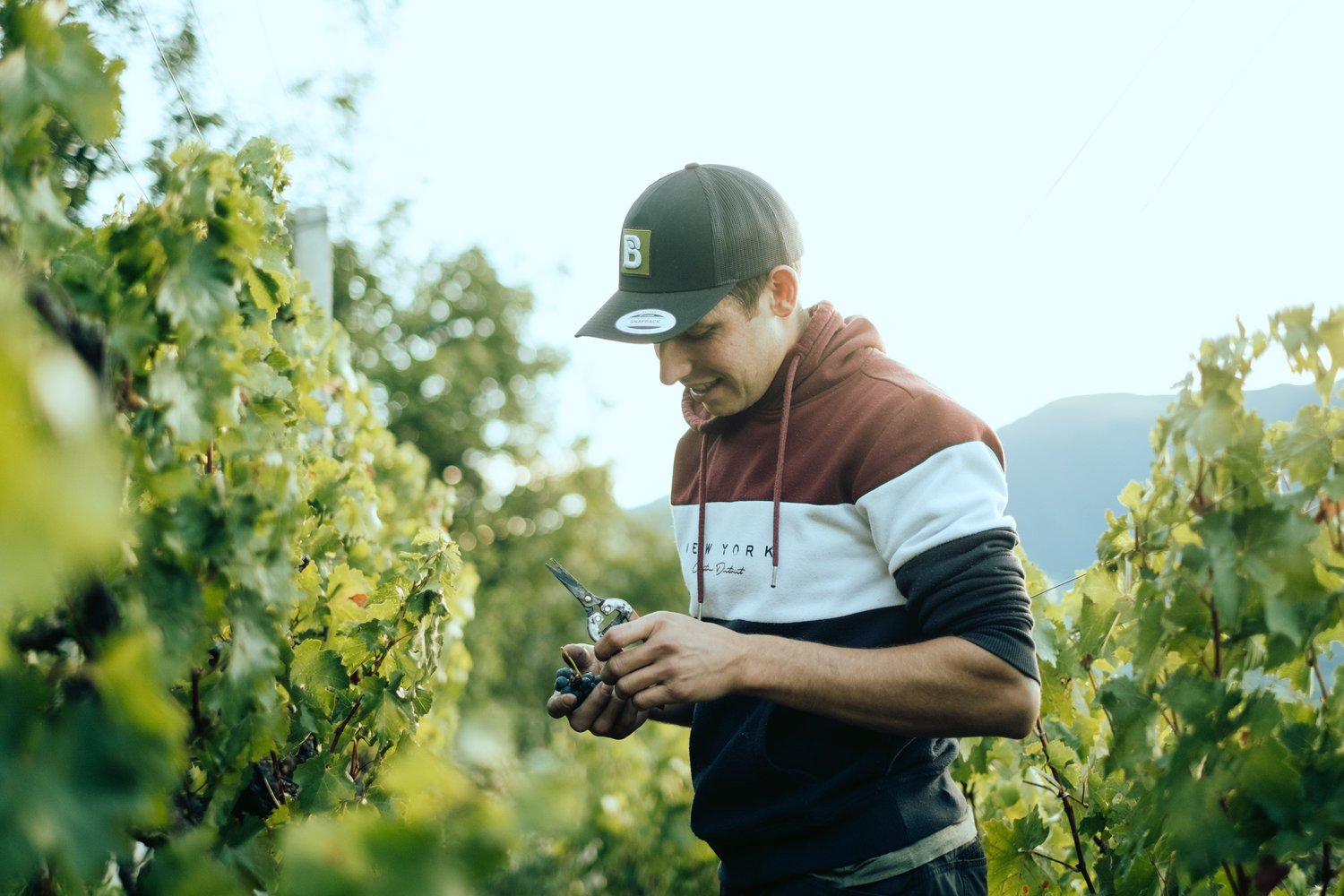 Winery Daniel Sigmund
