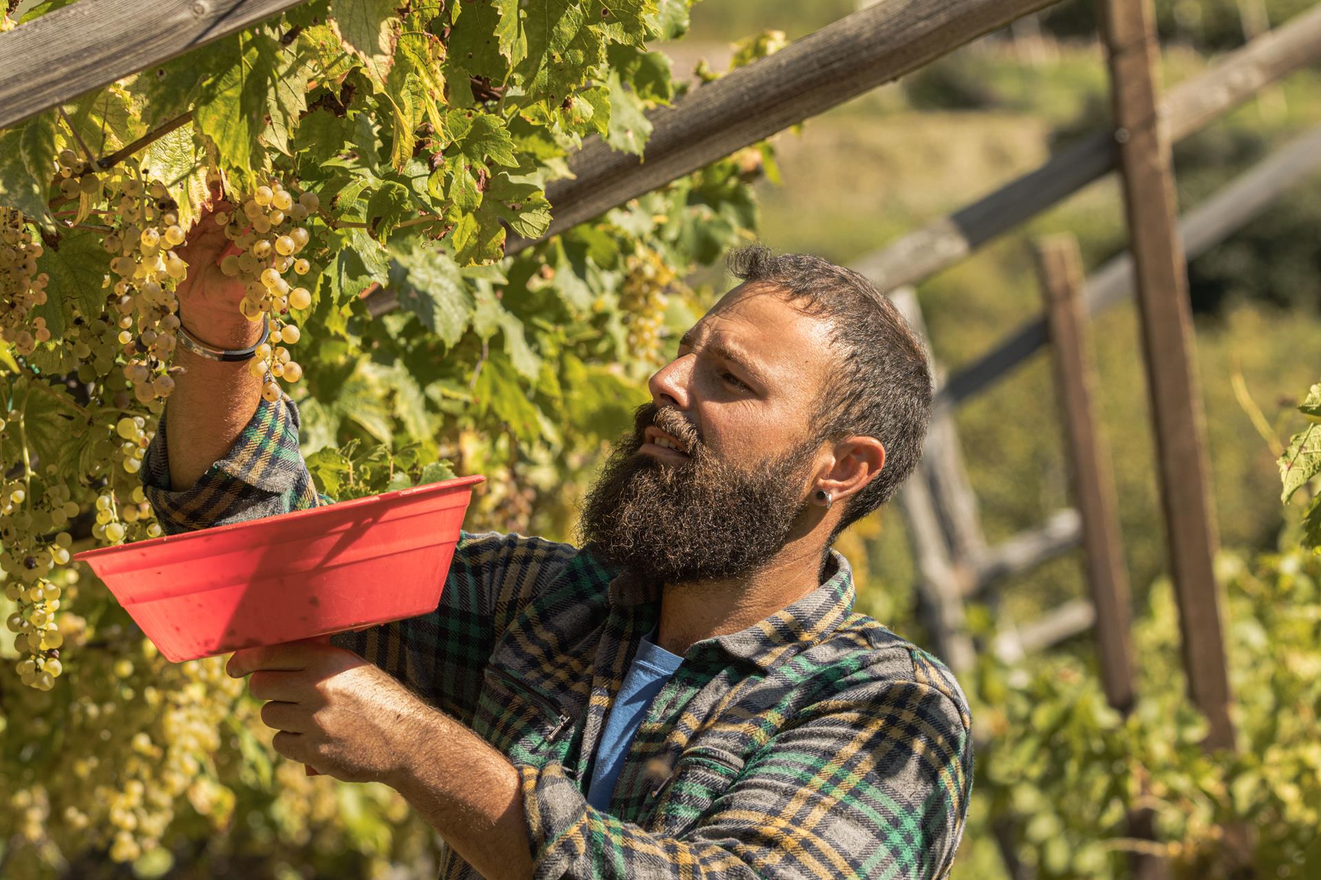 Manuel Taddei winegrowing estate