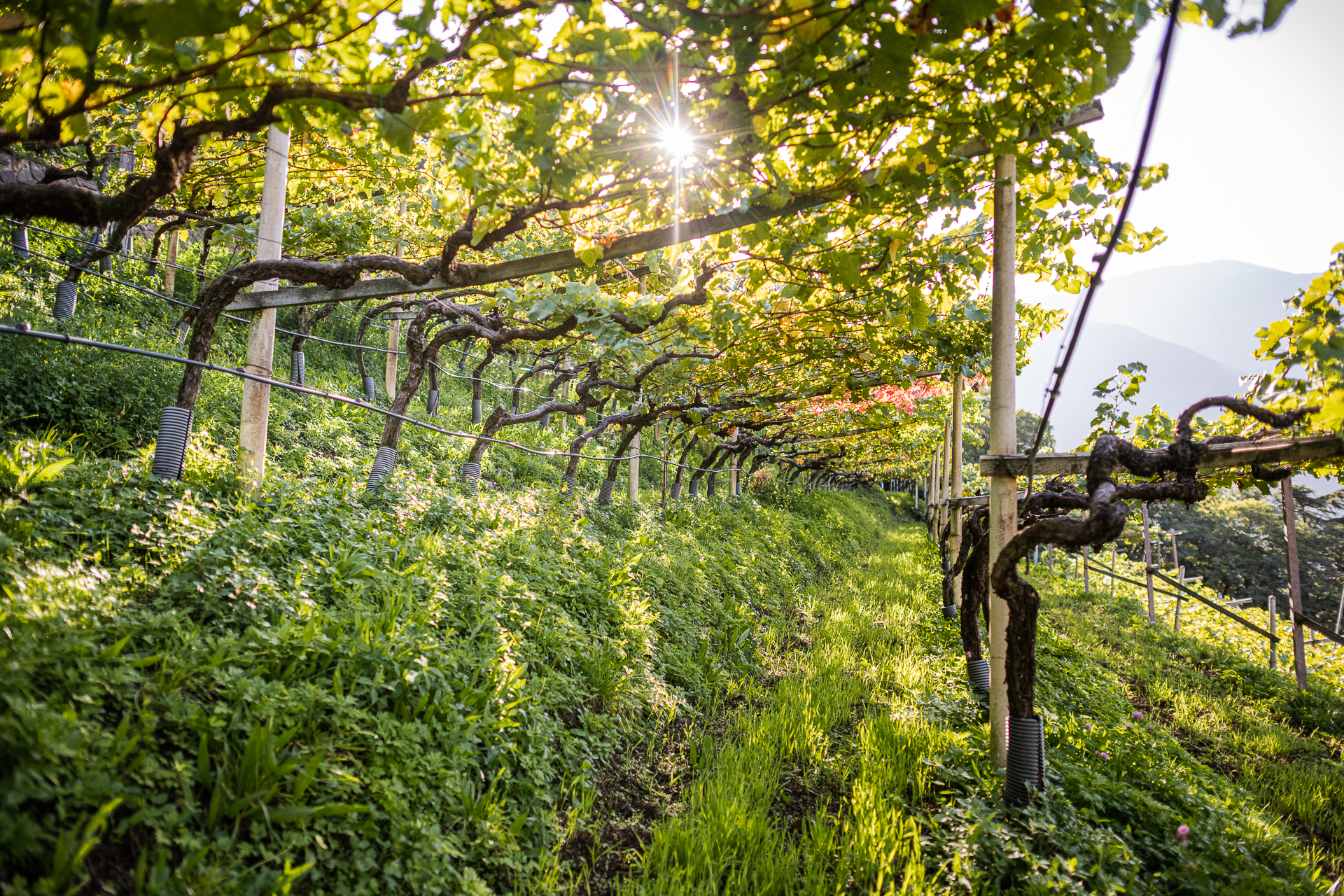 Heiner Winery.